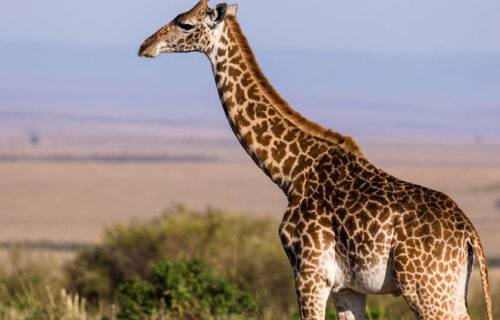3 Days Akagera National Park Safari