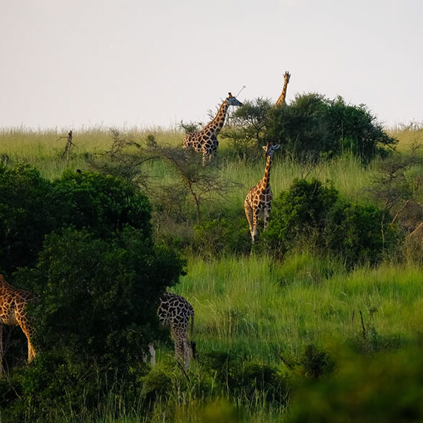 Akagera National Park