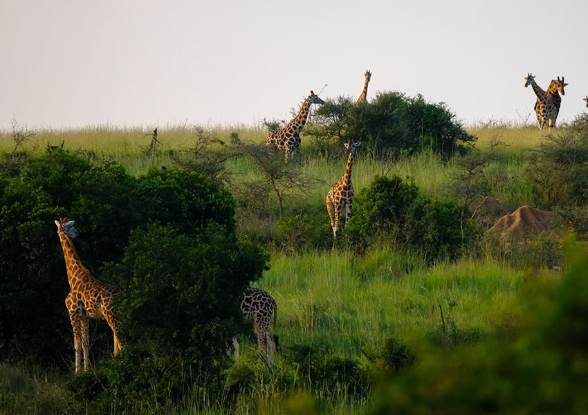 Akagera National Park