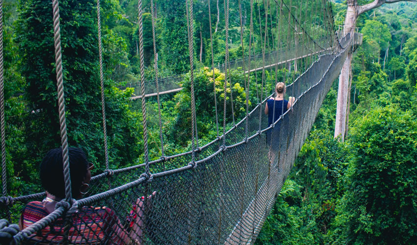 Canopy Walk in Nyungwe Forest National Park