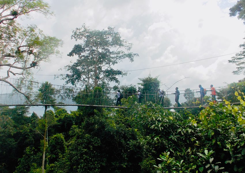 The Canopy Walk In Rwanda.