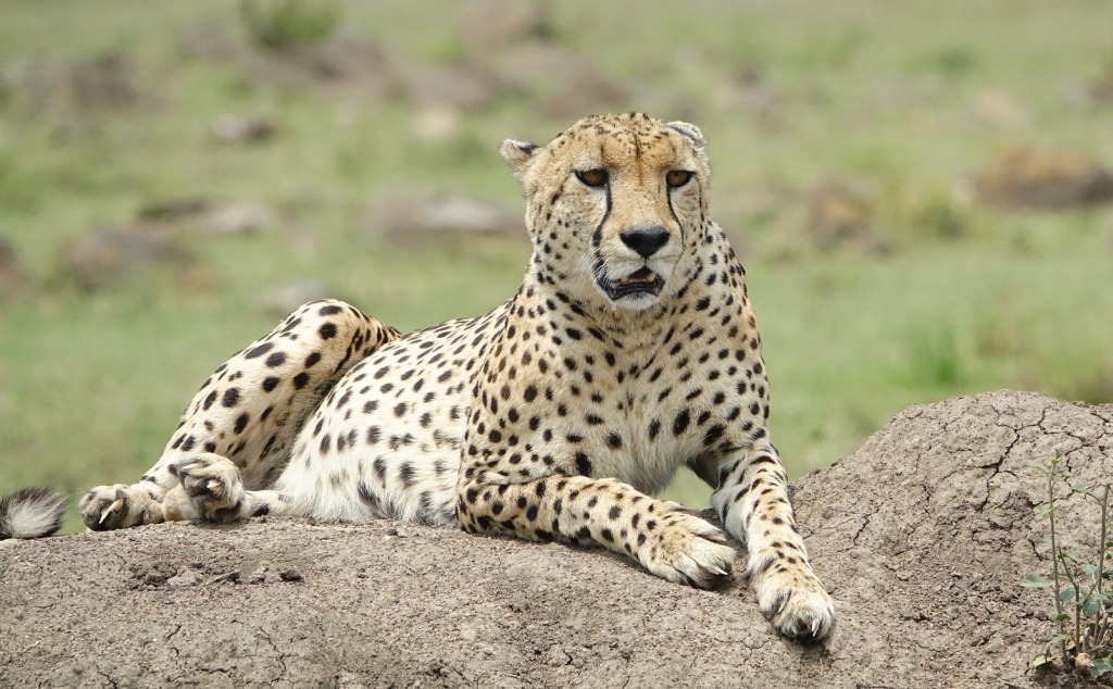 10 Days Kenya Wildlife Safari