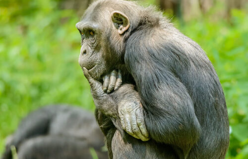 2 Days Rwanda Primate Tracking Safari