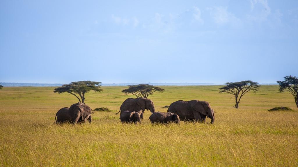 4 Days Kenya Wildlife Adventure