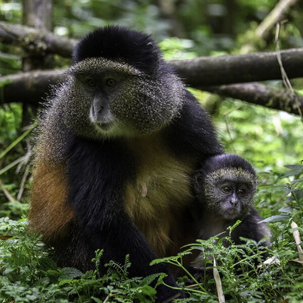 Gishwati-Mukura National Park