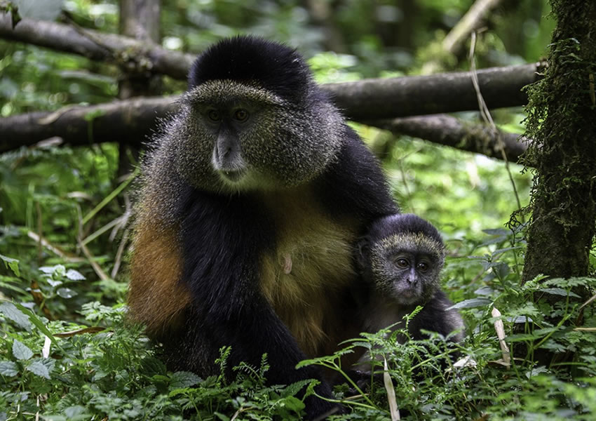 Gishwati-Mukura National Park