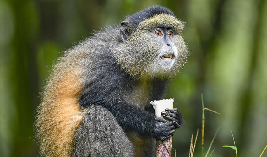Golden Monkey Tracking in Rwanda