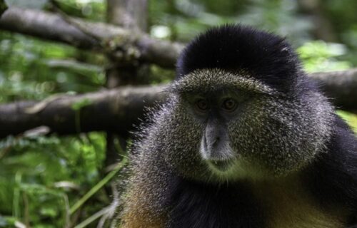 4 Days Rwanda Gorillas and Golden Monkey Tracking Safari.