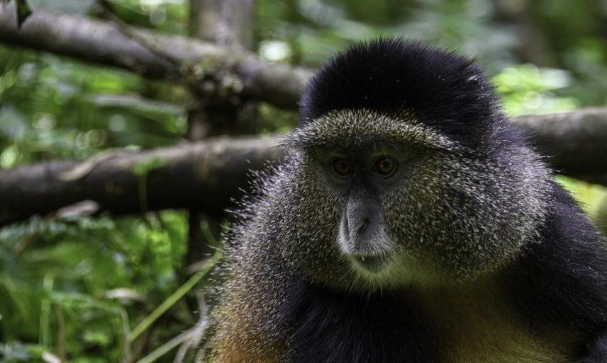 4 Days Rwanda Gorillas and Golden Monkey Tracking Safari.