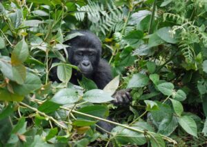 4 Days Double Gorilla Trekking Uganda Safari