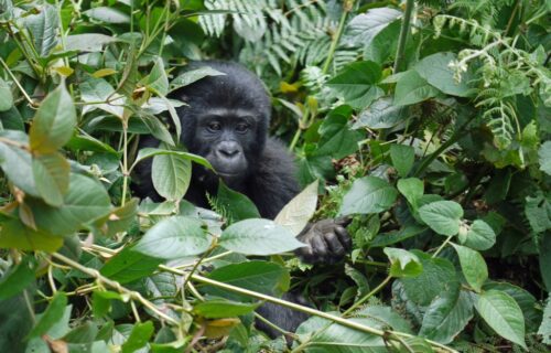 4 Days Double Gorilla Trekking Uganda Safari