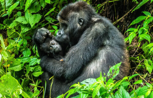 4 Days Rwanda Gorilla Trekking Tour