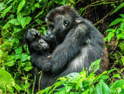 4 Days Rwanda Gorilla Trekking Tour