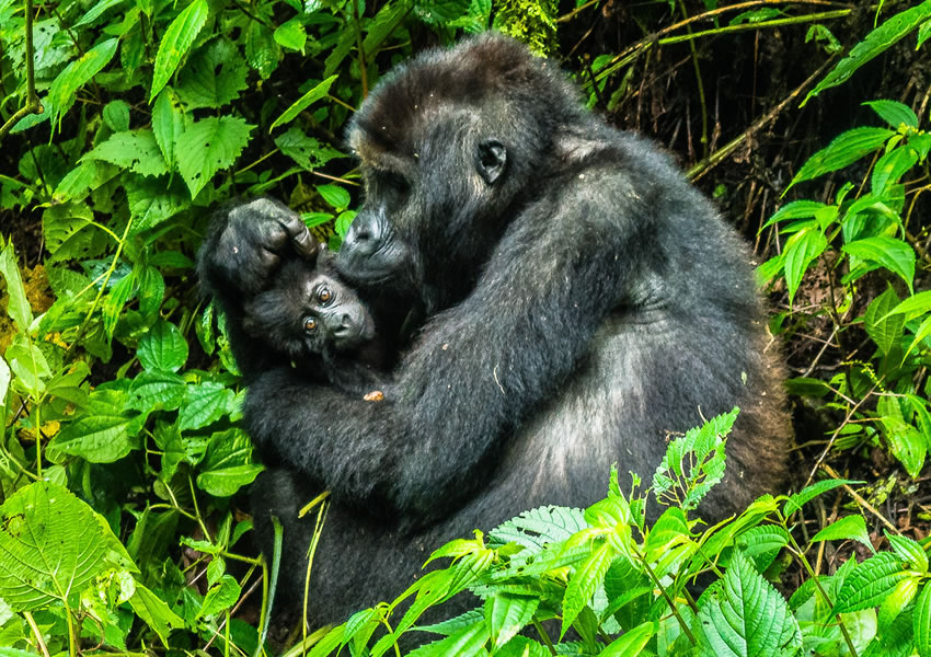 4 Days Rwanda Gorilla Trekking Tour