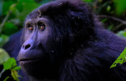 8 Days Rwanda Primate Tracking Tour