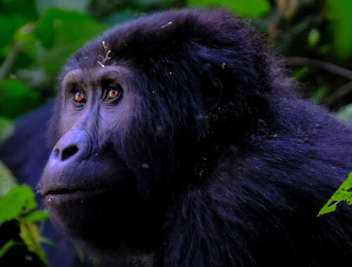 8 Days Rwanda Primate Tracking Tour
