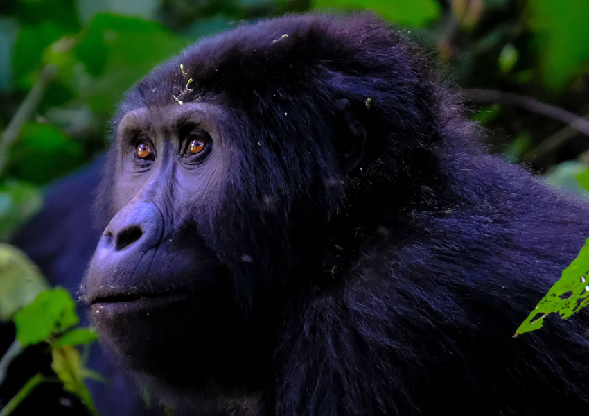 8 Days Rwanda Primate Tracking Tour