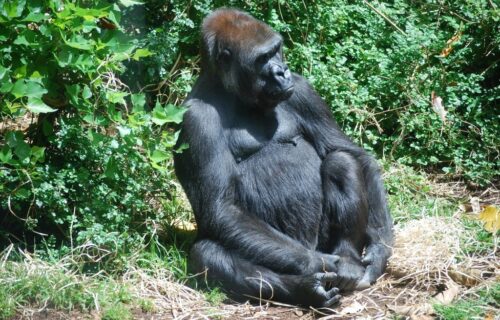 4 Days Rwanda Gorilla Trekking and Wildlife Safari