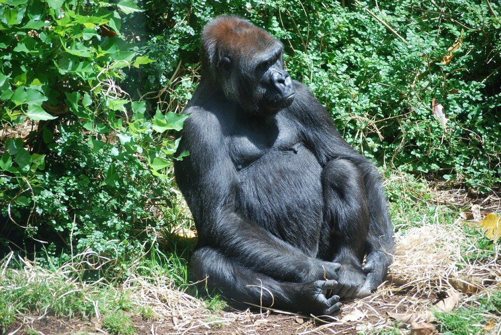 4 Days Rwanda Gorilla Trekking and Wildlife Safari