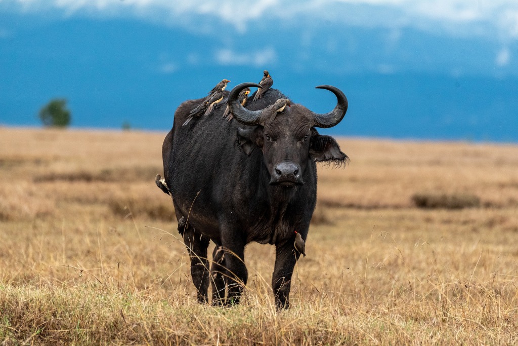 6 Days Adventure Safari in Kenya