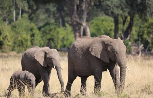 7 Days Amboseli National Park Safari