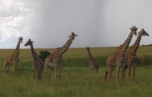 7 Days Kenya Tour to Maasai Mara