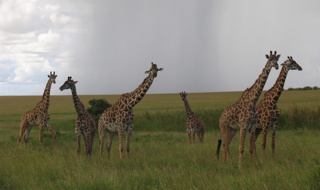 7 Days Kenya Tour to Maasai Mara