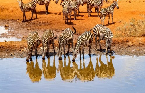 5 Days Best of Kenya Wildlife Tour