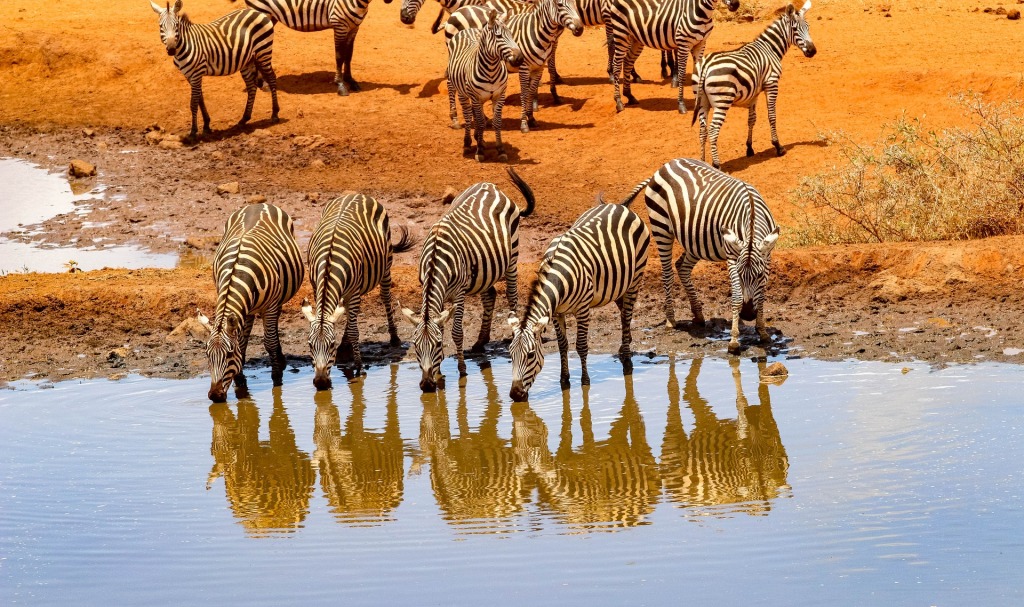 5 Days Best of Kenya Wildlife Tour