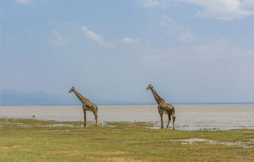 7 Days Exploring Tanzania Safari