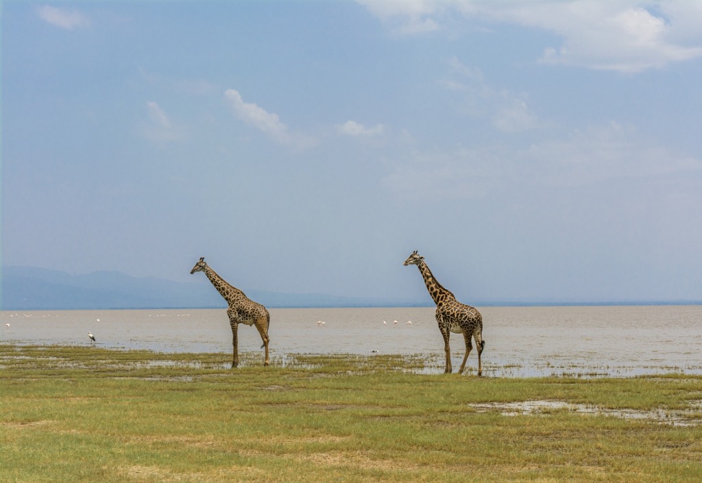 7 Days Exploring Tanzania Safari