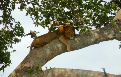 14 Days Around Uganda Wildlife Safari