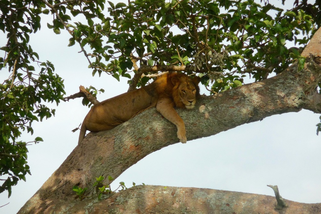 14 Days Around Uganda Wildlife Safari