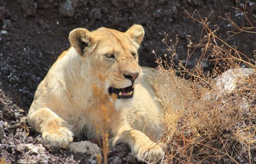 4 Days Best of Tanzania Wildlife Safari