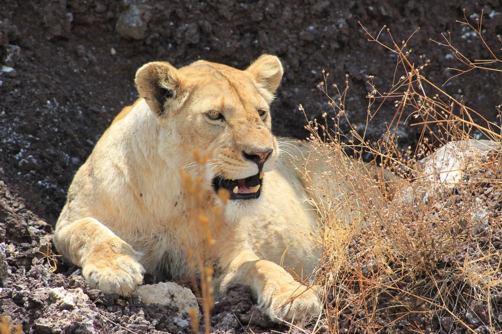 4 Days Best of Tanzania Wildlife Safari