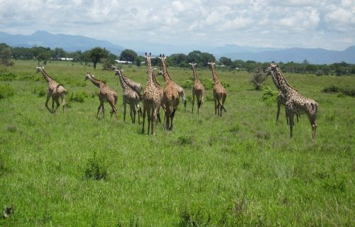 2 Days Mikumi National Park Tour