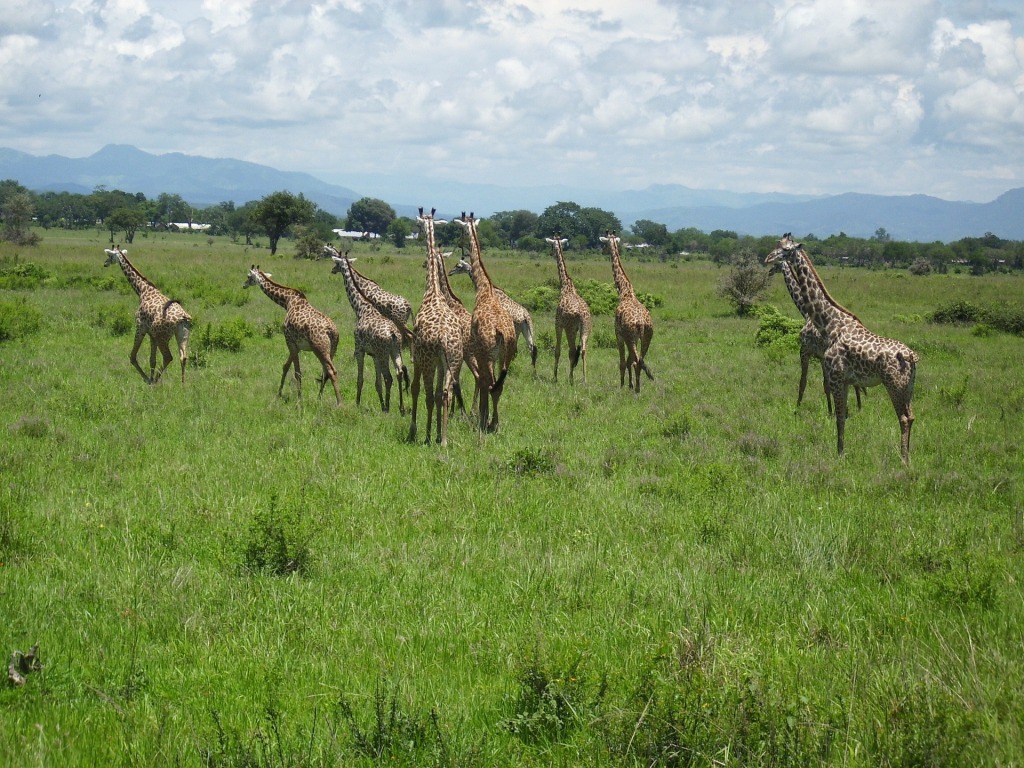 2 Days Mikumi National Park Tour