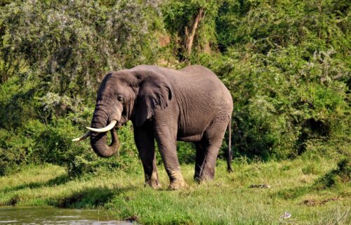 15 Days Best of Uganda Wildlife Tour