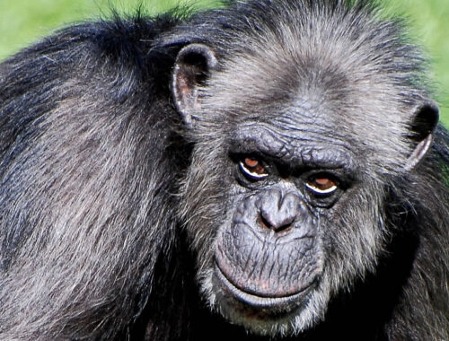 5 Days Chimpanzee Tracking Safari in Nyungwe