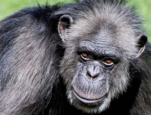 5 Days Chimpanzee Tracking Safari in Nyungwe