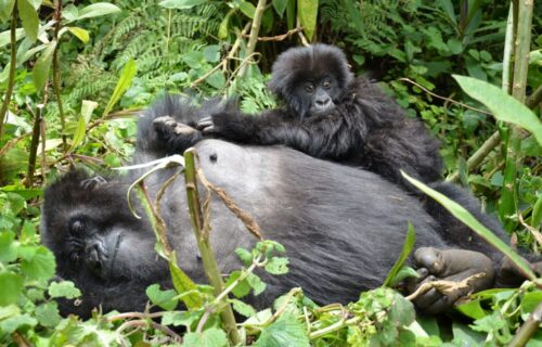 3 Days Rwanda Gorilla Trekking Safari