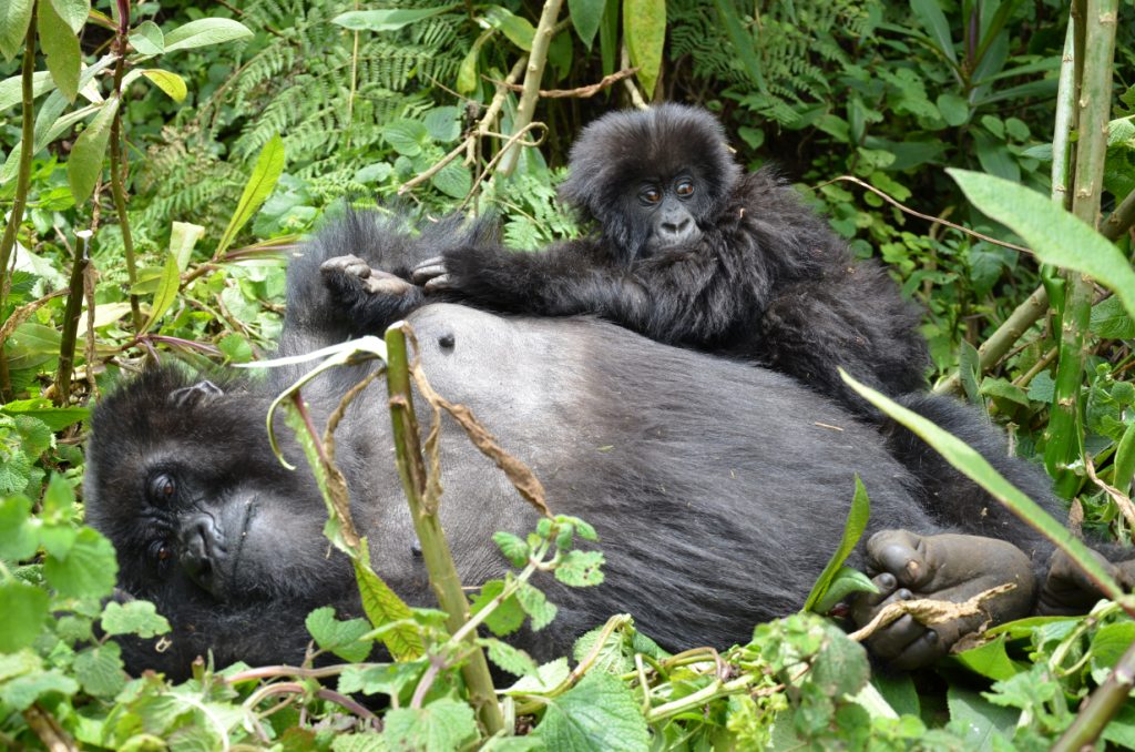 3 Days Rwanda Gorilla Trekking Safari