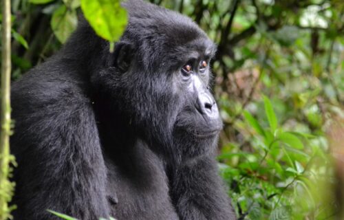 2 Days Rwanda Gorilla Trekking Tour