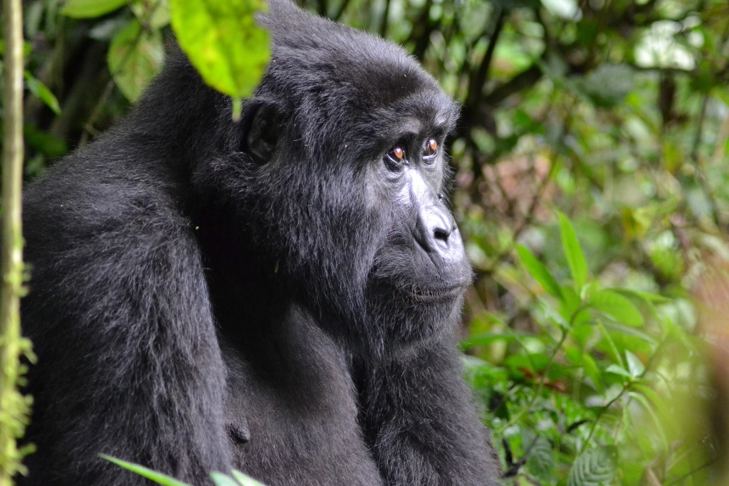 2 Days Rwanda Gorilla Trekking Tour