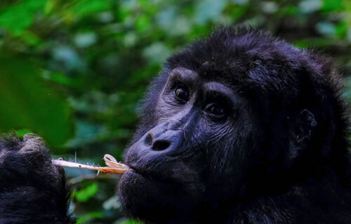 3 Days Rwanda Primate Tracking Tour