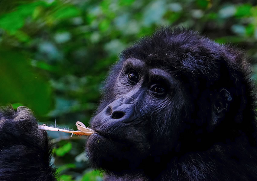 3 Days Rwanda Primate Tracking Tour