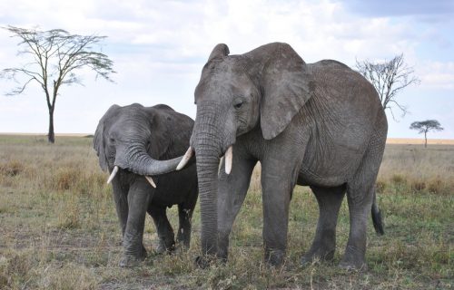 3 Days Serengeti National Park Safari