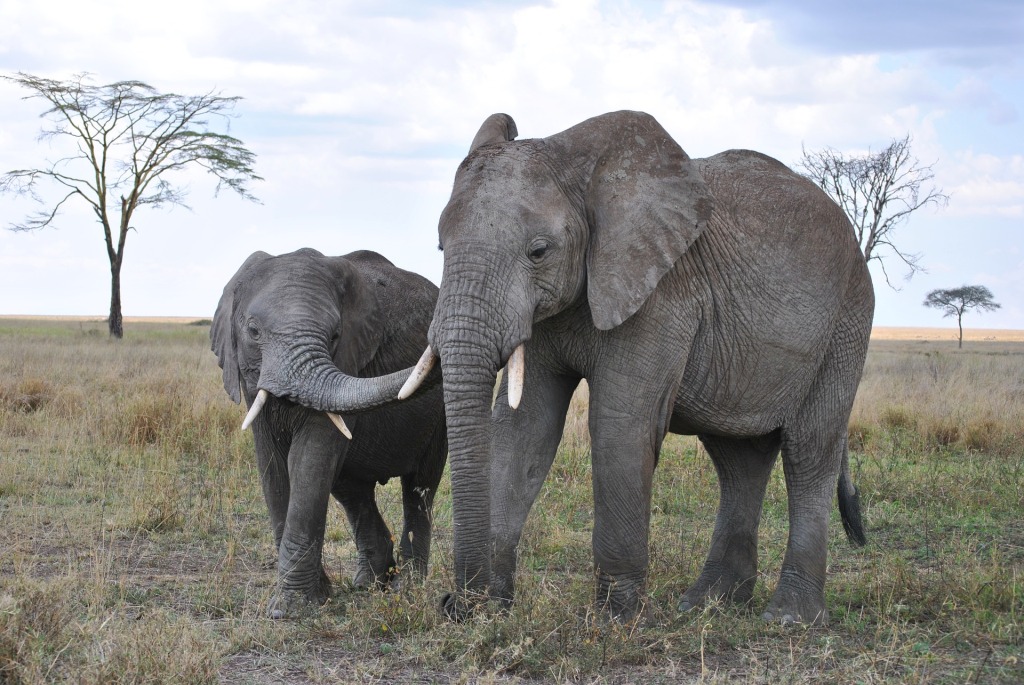 3 Days Serengeti National Park Safari