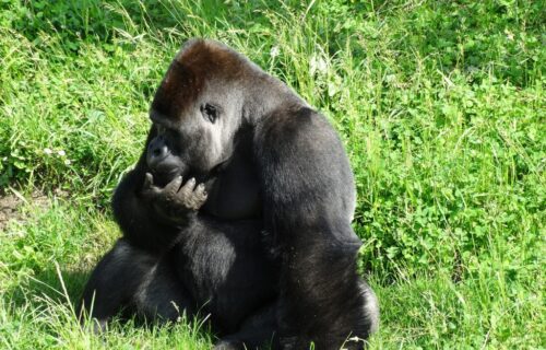 4 Days Gorilla Trekking Safari to Rwanda