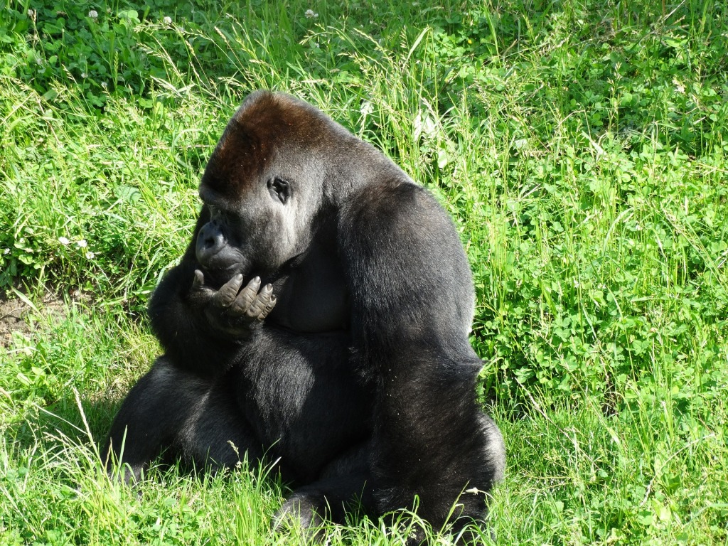 4 Days Gorilla Trekking Safari to Rwanda